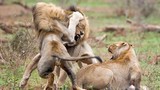 Video: 2 con sư tử đực hỗn chiến giành sư tử cái 