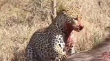 Video: Màn vật lộn đẫm máu giữa báo và heo rừng
