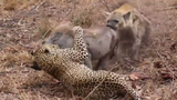 Video: Báo hợp sức với linh cẩu xé xác heo rừng
