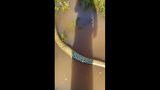 Video: Bị con mồi đâm xuyên cổ họng, trăn anaconda nhận kết thảm