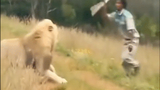 Video: Người đàn ông cầm gậy đuổi sư tử và diễn biến khó tin 