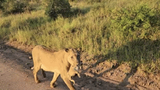 Video: Khoảnh khắc sư tử bảo vệ con chạm đến trái tim nhiều người