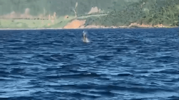 Video: Đàn cá heo lần đầu tiên xuất hiện ở bán đảo Sơn Trà