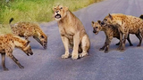 Video: Vua sư tử rơi vào vòng vây của kẻ thù truyền kiếp
