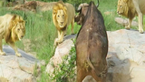 Video: Liên quân 3 con sư tử đực vây bắt trâu rừng châu Phi