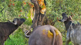 Video: Sư tử trốn trên cây khi bị bầy trâu rừng bao vây