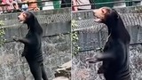 Chú gấu trong sở thú ở Trung Quốc bị nghi do người đóng giả