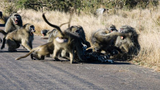 Video: Báo hoa mai trả giá đắt khi đối đầu 50 khỉ đầu chó
