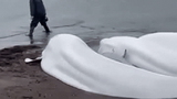 Video: 5 con cá voi trắng mắc cạn được ngư dân giải cứu