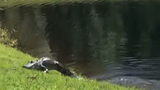 Video: Cá sấu quăng quật, ăn thịt rắn khủng ngay trước mặt người dân