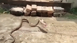 Video: Bị dân xua đuổi, rắn hổ mang thản nhiên “trộm dép” mang đi