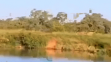 Video: Linh dương đầu bò phi thân ngoạn mục thoát bầy sư tử