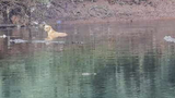 Bầy cá sấu khổng lồ cứu chú chó hoang giữa dòng nước