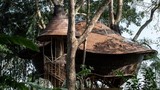 Độc đáo kiểu nhà bằng tre lơ lửng trên cây cổ thụ giữa rừng