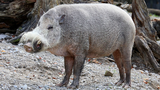 Những loài lợn rừng có nguy cơ tuyệt chủng