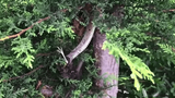 Video: 3 cha con phát hiện cảnh tượng nổi da gà trên cây