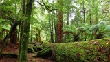 10 khu rừng cổ đại lâu đời nhất trên trái đất