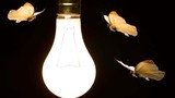 Vì sao côn trùng bị thu hút bởi ánh sáng nhân tạo?