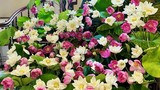 Đầu mùa, người chơi sen vàng, người biến 150 bông hoa thành "đầm sen"