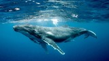 Cá voi là động vật có vú, sử dụng phổi, sao chúng ngủ dưới biển?