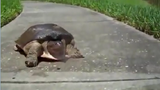 Ngỡ ngàng, khó tin rùa chạy cực nhanh