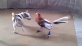 Trận chiến quyết liệt giữa chó và gà