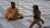 Con khỉ bá đạo nhất quả đất