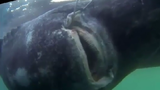 Bắt được “quái vật” cá mập 200 tuổi, nặng gần 600kg
