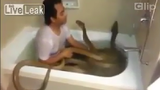 Ghê rợn người đàn ông tắm chung với rắn hổ mang chúa