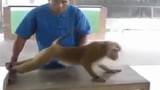 Cười vỡ bụng với chú khỉ chăm chỉ tập thể hình 