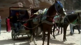 Xót xa 1.300 con ngựa làm phu xe ở Jordan