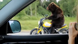 Xôn xao clip gấu đi xe phóng như bay trên cao tốc