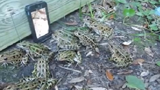 Độc chiêu bắt ếch bằng điện thoại quá dễ dàng
