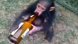 Tìm ra chú khỉ "bợm nhậu" nhất hành tinh