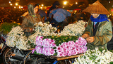Lung linh chợ hoa đêm vào mùa Tết sớm