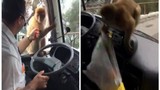 Chú khỉ ranh mãnh trộm đồ ăn của tài xế siêu nhanh