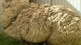Choáng với bộ lông 40 năm không cạo của chú cừu tại Úc
