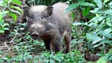 Cận cảnh loài lợn xấu và hiếm nhất hành tinh