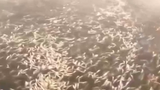 Kinh hoàng cảnh 500 tấn cá chết trắng, phủ kín mặt sông