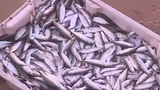 Cá chết ở Hà Tĩnh vẫn được bán đắt hàng