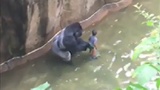 Clip khỉ đột tóm lấy bé 4 tuổi, lôi đi quanh rãnh nước
