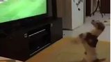 Chó xem bóng đá, ăn mừng bàn thắng như người