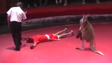 Kangaroo ra đòn hạ gục võ sĩ và trọng tài trên sàn đấu
