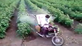 Đây là cách nông dân Ấn Độ phun thuốc cho cây