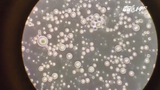 Video sữa mẹ dưới kính hiển vi hút người xem trên mạng xã hội