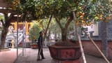 Cây quýt cổ thụ trăm tuổi giá hàng trăm triệu ở Nghệ An