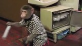 Độc đáo những chú khỉ hầu bàn chuyên nghiệp tại quán ăn