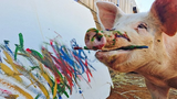 Kỳ lạ chú lợn biết vẽ tranh, bán mỗi bức giá 2000 USD