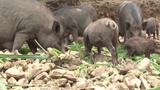 Bí quyết nuôi lợn rừng sạch, thơm ngon