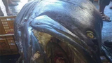 Bắt được cá mú 200kg nghi nuốt chết một nhân viên an ninh